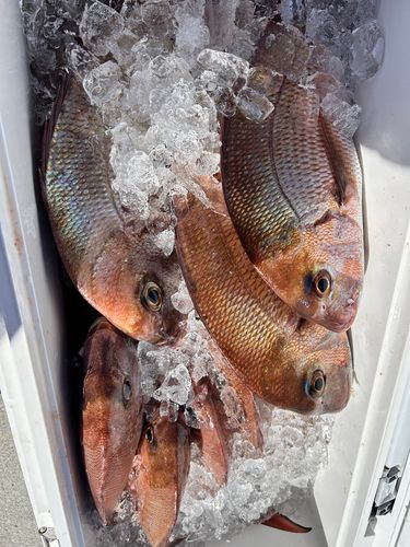 タイの釣果