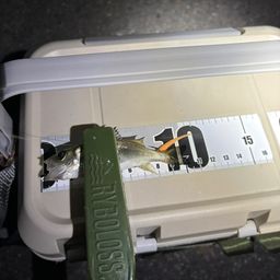 セイゴ（マルスズキ）