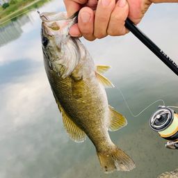 スモールマウスバス