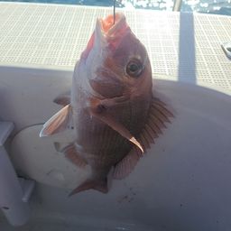 タイ