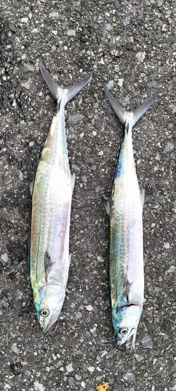 【期間限定値下げ24日まで】【美品】シマノ 20ルナミス S100MH a42b01ac-3ffa-4a48-a471-