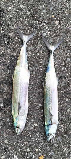 サゴシの釣果