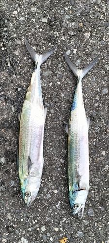 サゴシの釣果