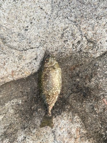 アイゴの釣果