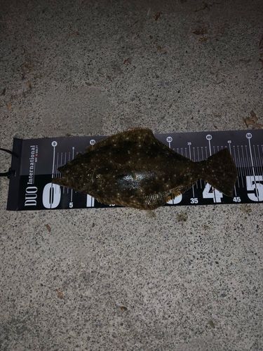 ヒラメの釣果
