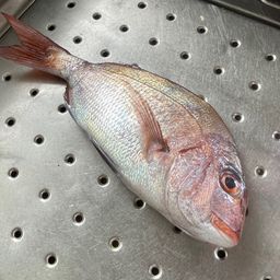 マダイ