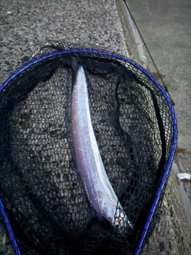 タチウオの釣果