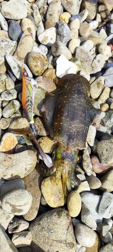 アオリイカの釣果