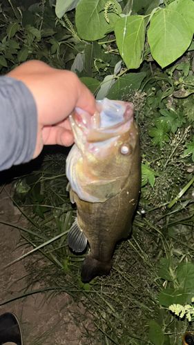 ブラックバスの釣果