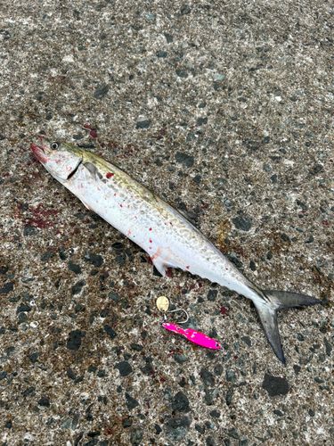 サゴシの釣果