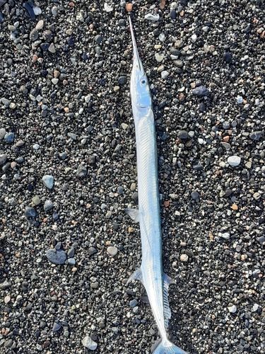 ダツの釣果