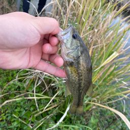 ラージマウスバス