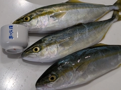 ワカシの釣果