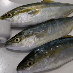 ワカシ