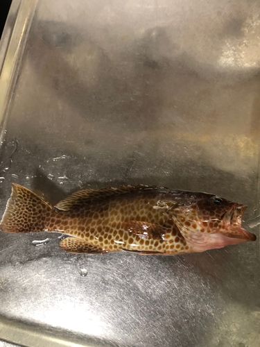 鶴見（大分）