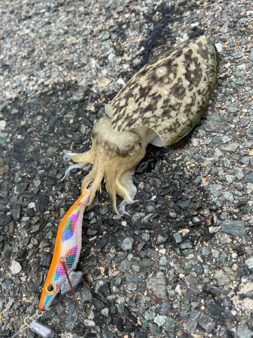 コウイカ