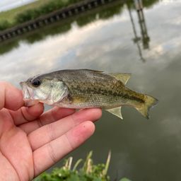 ラージマウスバス