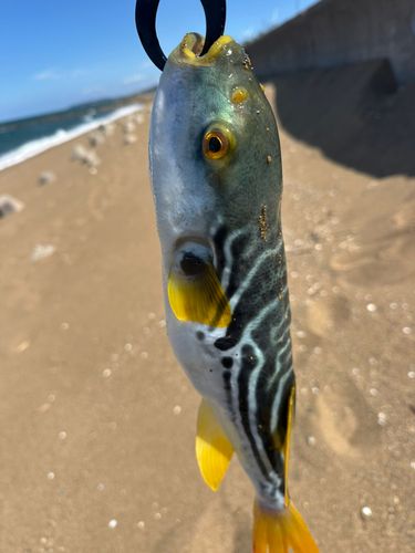 釣果
