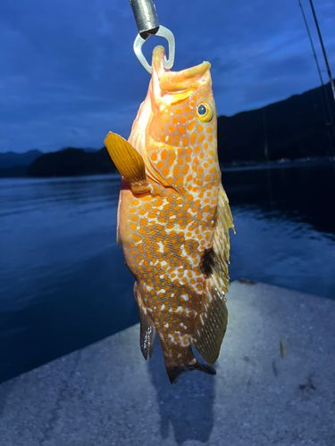 津久見湾