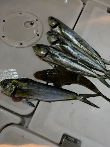 相模湾