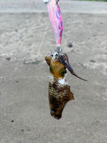 越前海岸