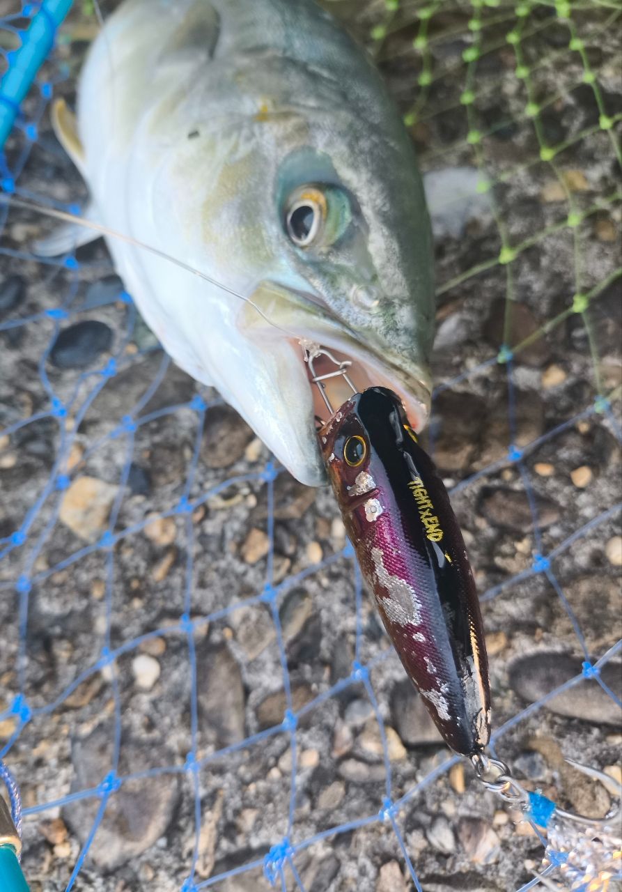 ツバス