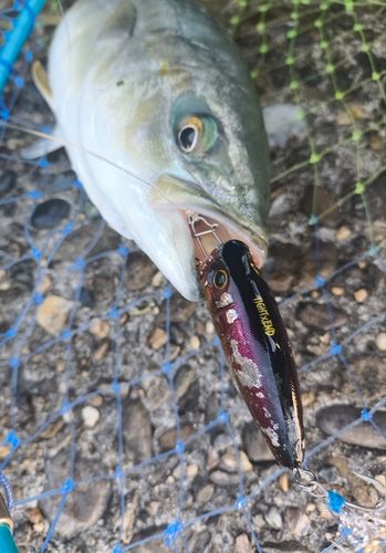 ツバスの釣果
