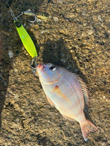 チャリコの釣果