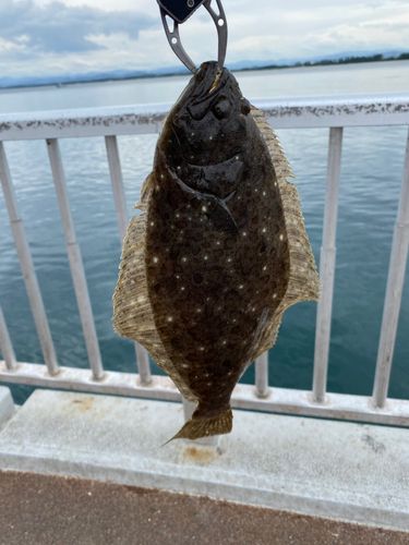ソゲの釣果