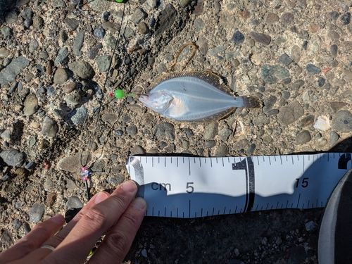 イシガレイの釣果