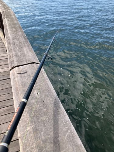 ベラの釣果