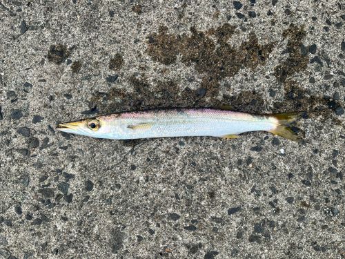 カマスの釣果