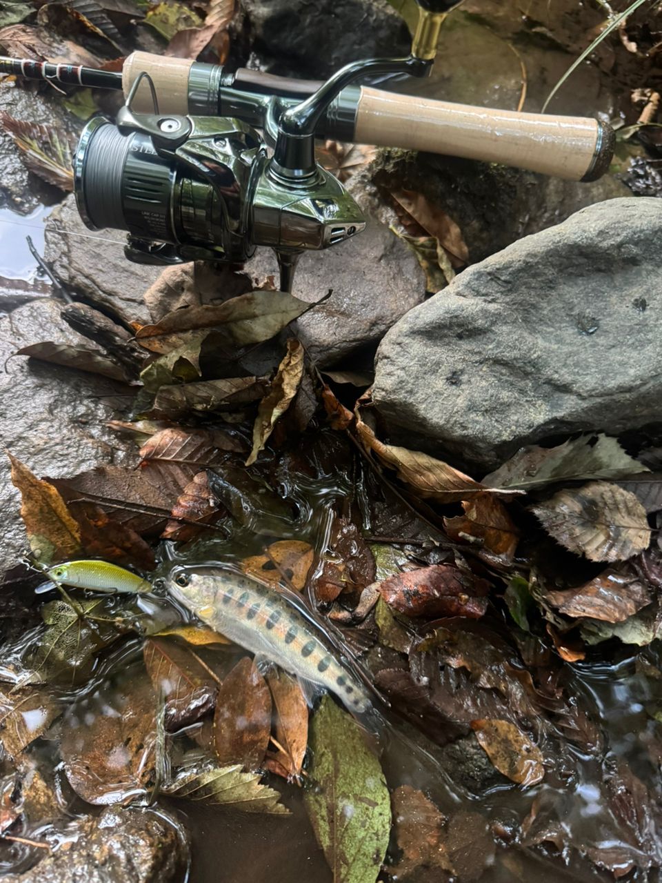 Jackson カワセミラプソディ KWSM-S49Lの最安値・インプレ・釣果