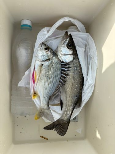 セイゴ（ヒラスズキ）の釣果