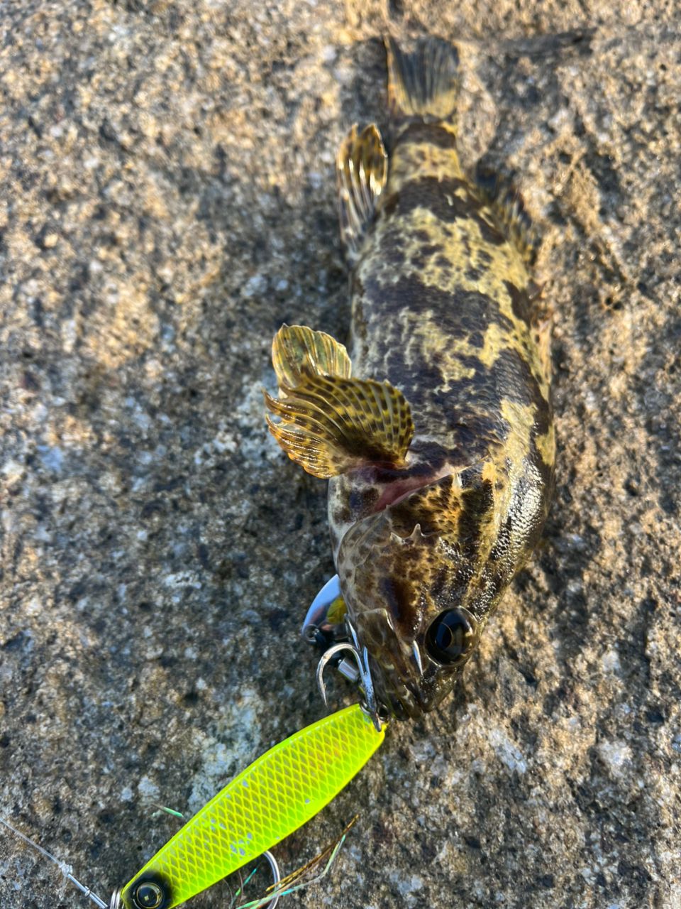 タケノコメバル