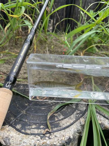 オイカワの釣果