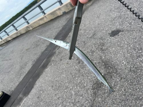 ダツの釣果