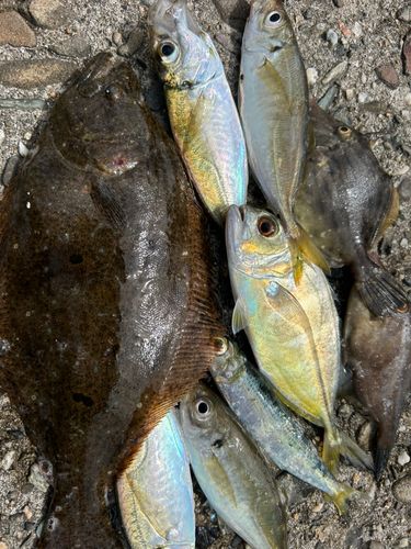 カワハギの釣果