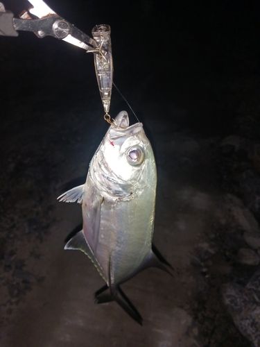 ガーラの釣果