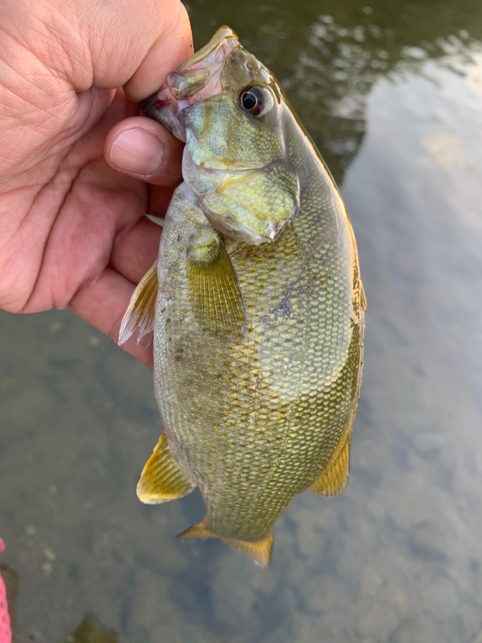 スモールマウスバス