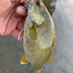 スモールマウスバス