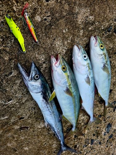 ツバスの釣果