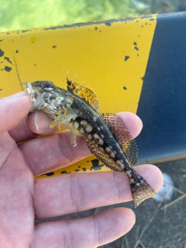アナハゼの釣果