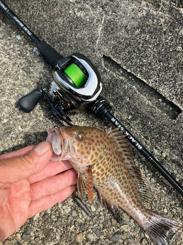 オオモンハタの釣果