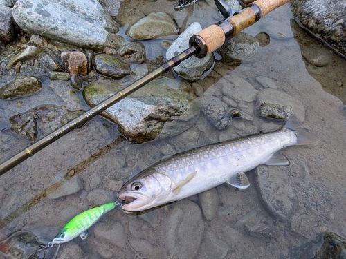 イワナの釣果