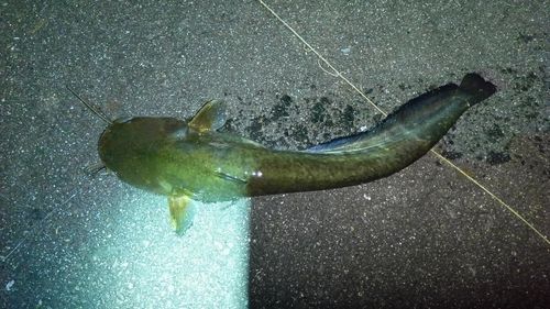 ニホンナマズの釣果
