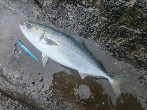 イナダの釣果