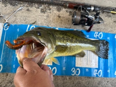 ラージマウスバスの釣果