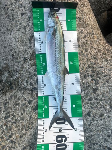 サゴシの釣果