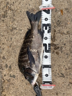 チヌの釣果